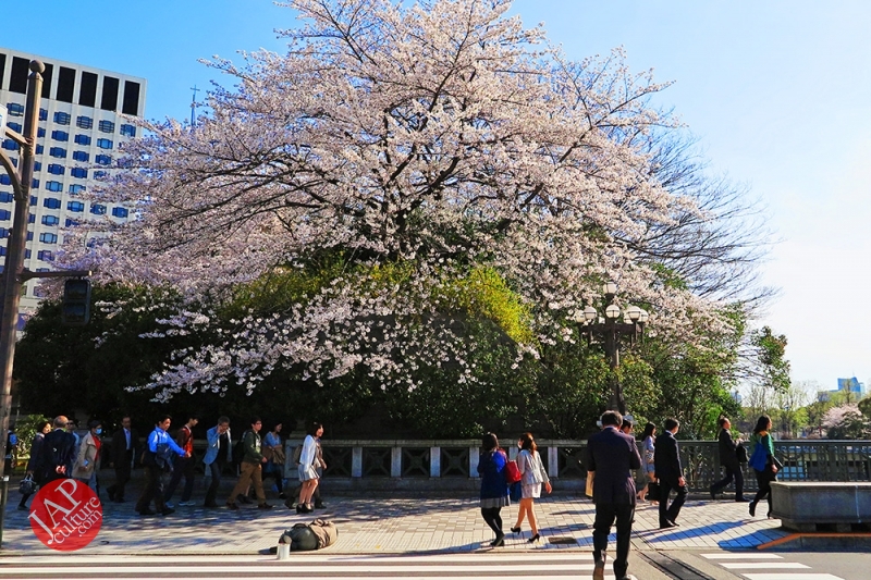 Photo of Truth of Japanese dirty reality under beautiful Sakura cherry blossom