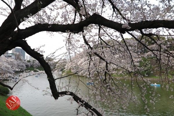 Sakura Best viewing, Imperial garden, Chidorigafuchi. 360 degree cherry blossom experience (5)
