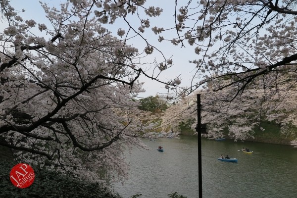 Sakura Best viewing, Imperial garden, Chidorigafuchi. 360 degree cherry blossom experience (19)