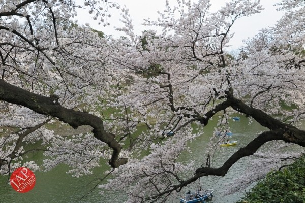 Sakura Best viewing, Imperial garden, Chidorigafuchi. 360 degree cherry blossom experience (8)