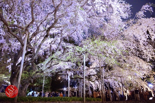 Weeping cherry tree (Shidarezakura) in Rikugien illumination attracts many people.0002