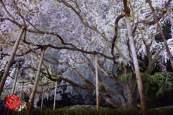Weeping cherry tree (Shidarezakura) in Rikugien illumination attracts many people.0006