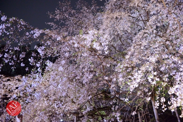 Weeping cherry tree (Shidarezakura) in Rikugien illumination attracts many people.0008
