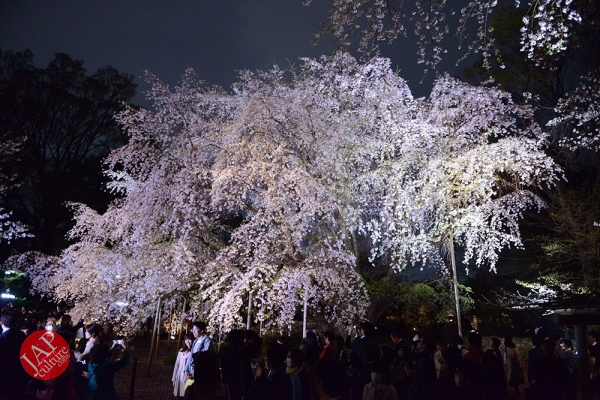 Weeping cherry tree (Shidarezakura) in Rikugien illumination attracts many people.0009