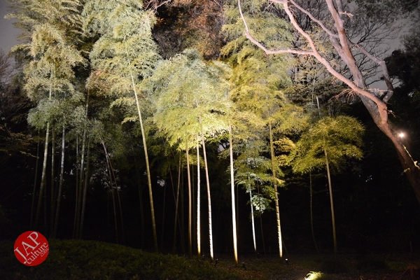 Weeping cherry tree (Shidarezakura) in Rikugien illumination attracts many people.0010