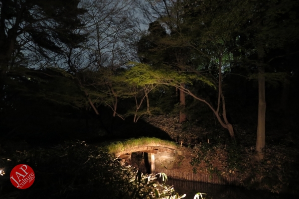 Weeping cherry tree (Shidarezakura) in Rikugien illumination attracts many people.0020