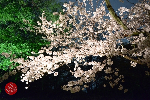 Weeping cherry tree (Shidarezakura) in Rikugien illumination attracts many people.0022