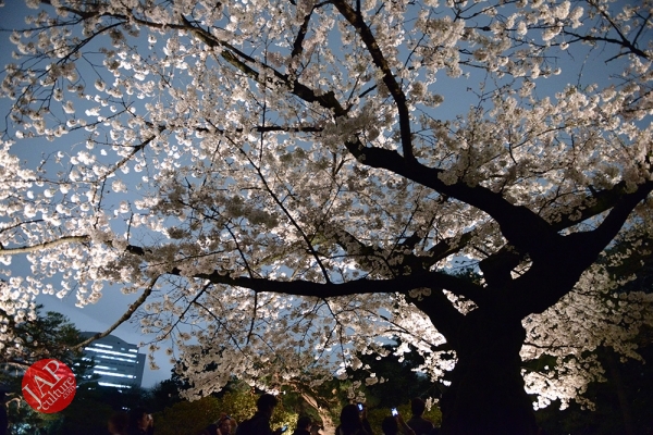 Weeping cherry tree (Shidarezakura) in Rikugien illumination attracts many people.0025