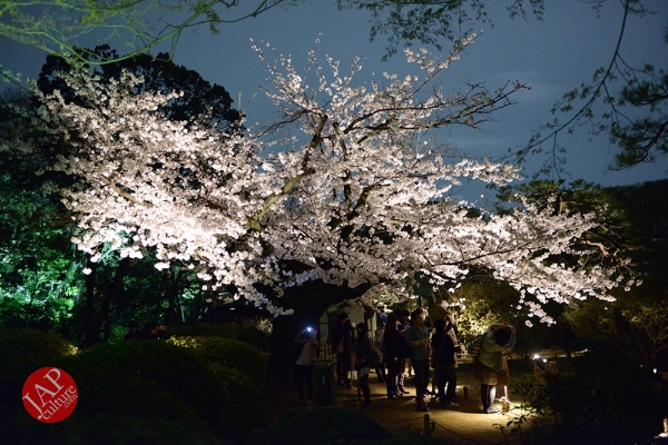 Weeping cherry tree (Shidarezakura) in Rikugien illumination attracts many people.0026