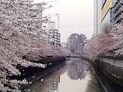 Day view of Meguro river cherry blossom